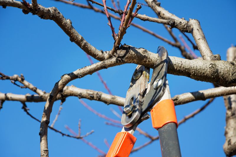 Orchard Tree Pruning