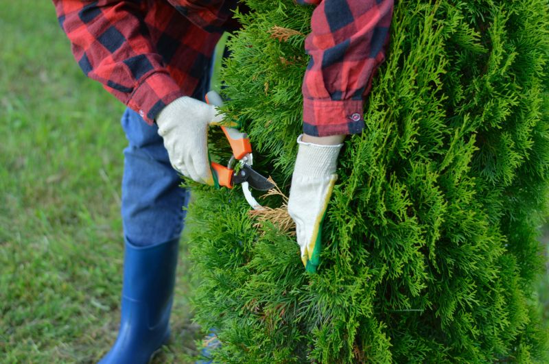 River Birch Pruning