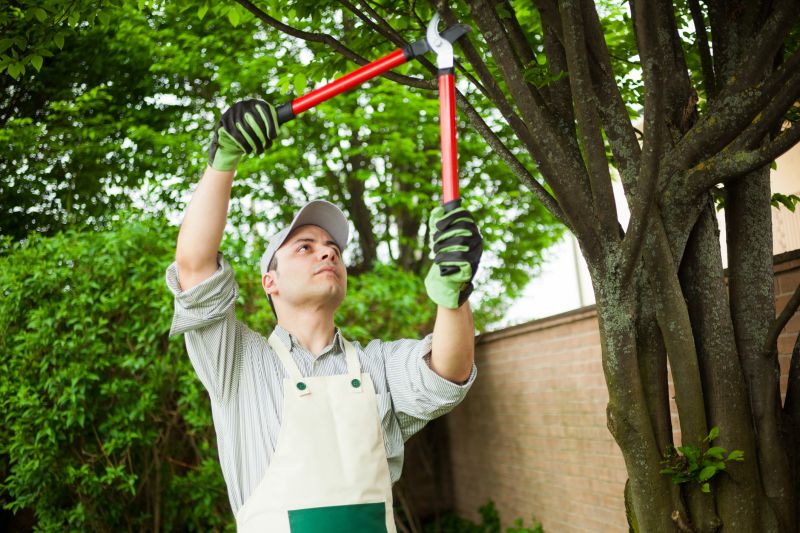 Tree Trimming Equipment in Use