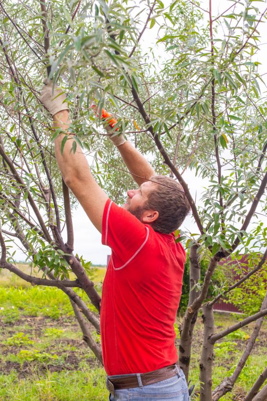 Pruning in Spring
