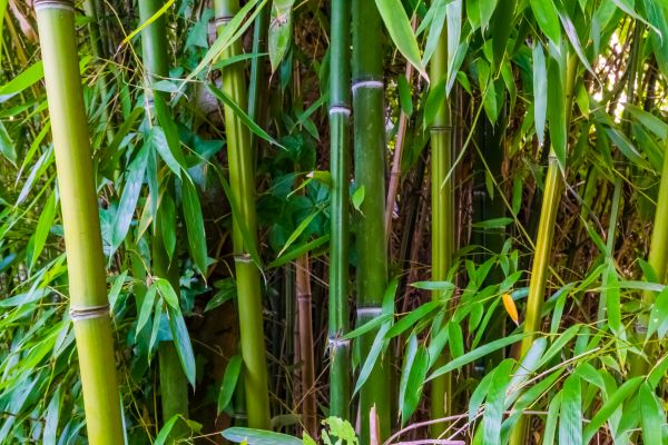Cost of Bamboo Trimming in Brighton