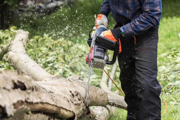 Cost of Branch Removal Service in Brighton