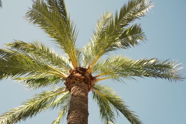 Palm Tree Pruning in Brighton
