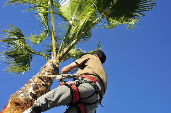 Palm Tree Trimming in Brighton