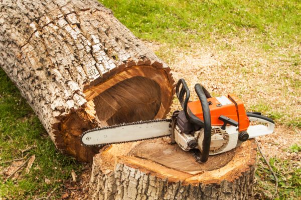 Tree Cutting Service in Brighton