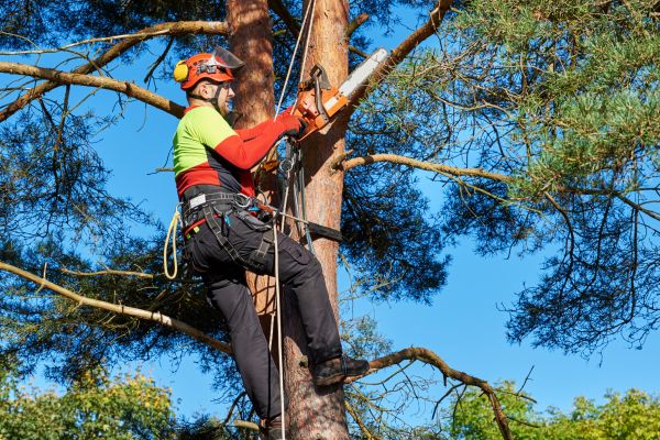 Tree Service in Brighton