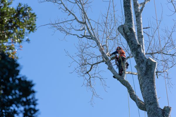 Cost of Tree Topping Service in Brighton