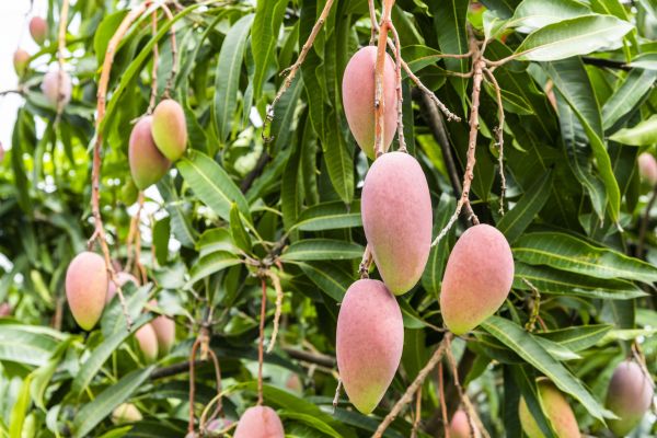 Cost of Mango Tree Trimming in Brighton