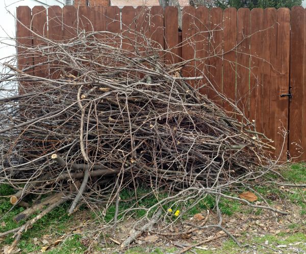Cost of Dead Branch Removal in Brighton