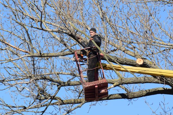Cost of Emergency Tree Trimming in Brighton