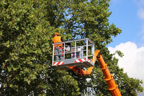 Commercial Tree Service in Brighton