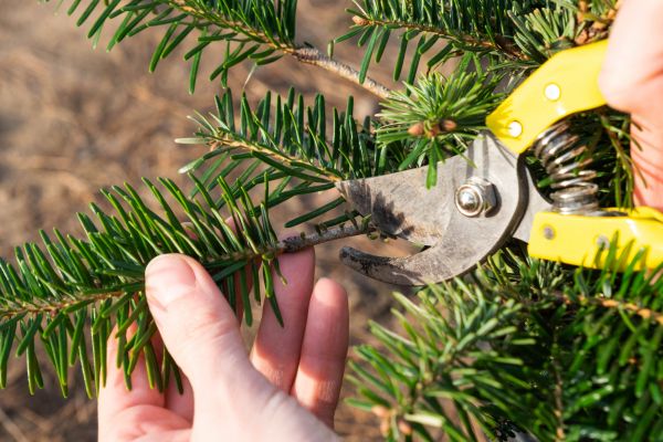 Pine Tree Pruning in Brighton
