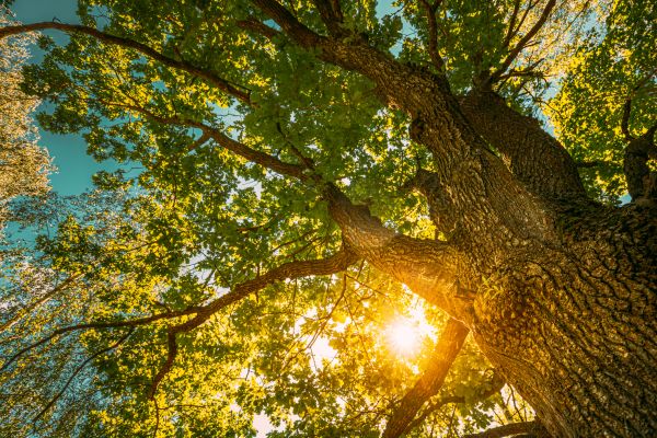 Oak Tree Pruning in Brighton