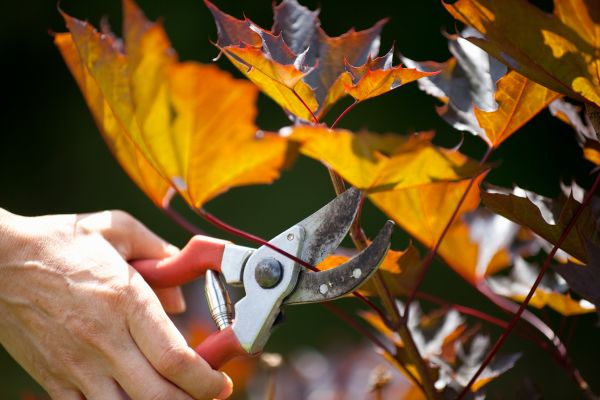 Maple Tree Pruning in Brighton