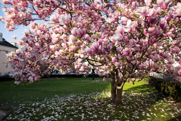 Cost of Magnolia Tree Pruning in Brighton