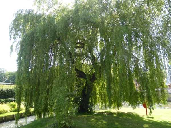 Cost of Willow Tree Trimming in Brighton