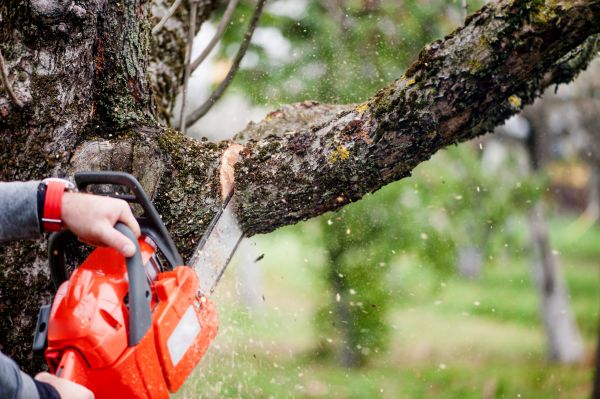 Tree Limbs Removal in Brighton