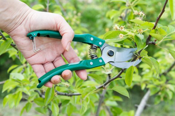 Pear Tree Pruning in Brighton