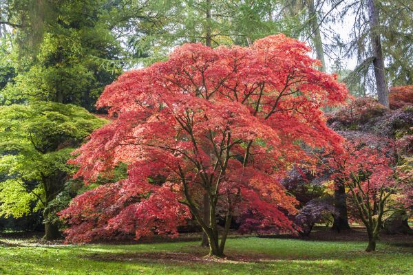 Japanese Maple Pruning in Brighton
