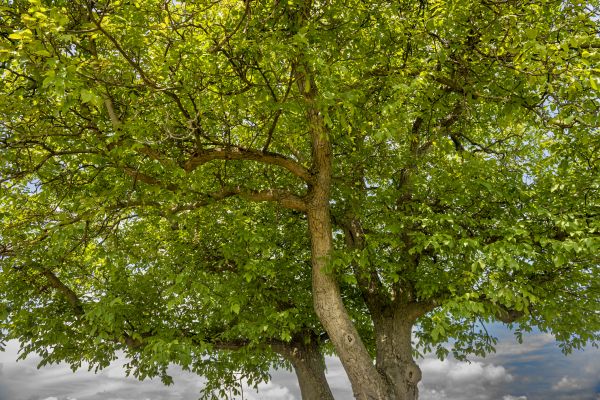 Cost of Walnut Tree Trimming in Brighton