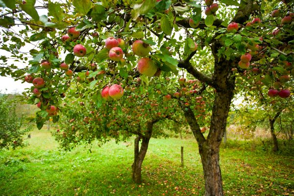Cost of Apple Tree Pruning in Brighton