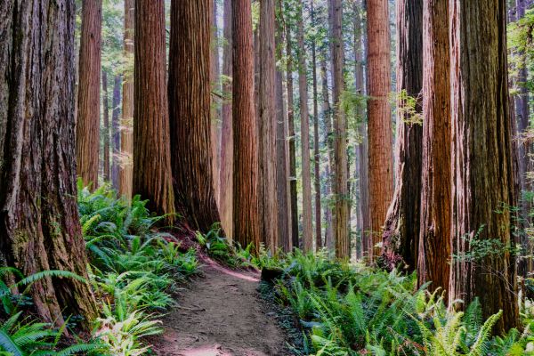 Cost of Redwood Tree Trimming in Brighton
