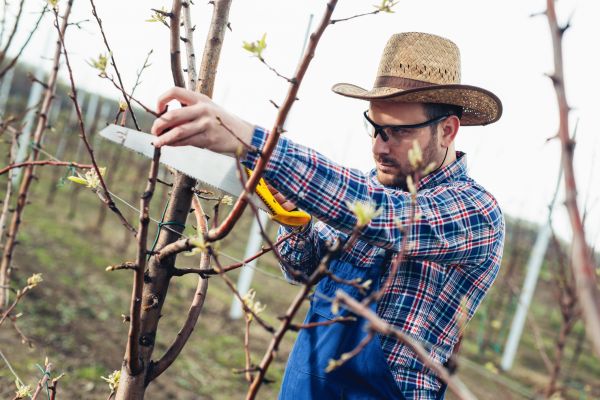 Cost of Orchard Tree Pruning in Brighton