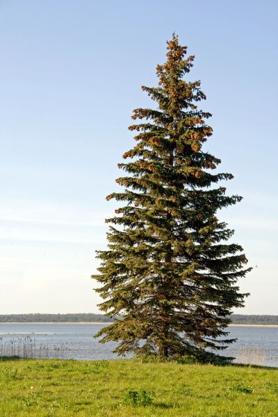 Cost of Spruce Tree Pruning in Brighton