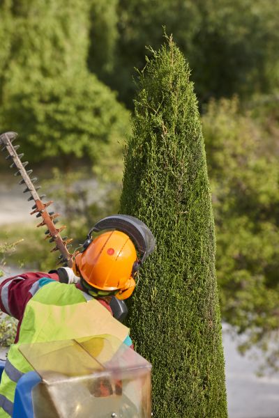 Cost of Cypress Tree Trimming in Brighton