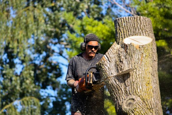 Cost of Ash Tree Pruning in Brighton