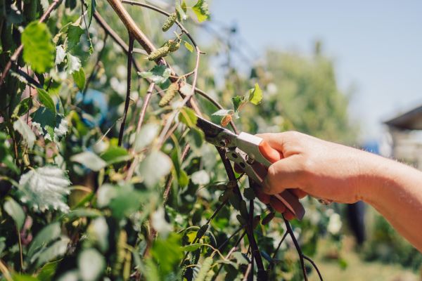 Cost of Birch Tree Pruning in Brighton