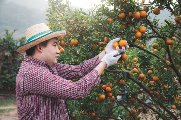 Cost of Orange Tree Pruning in Brighton