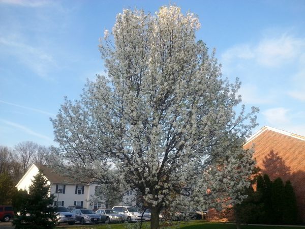 Cost of Bradford Pear Tree Pruning in Brighton