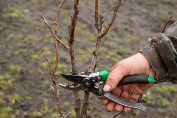 Pear Trees Pruning in Brighton