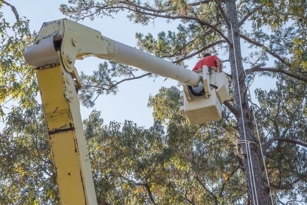 Cost of Limbs Trimming in Brighton