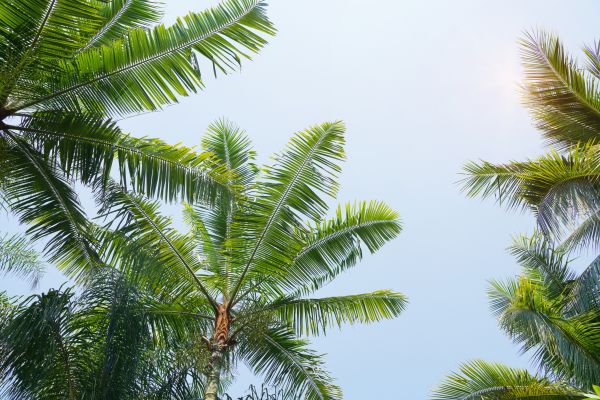 Cost of Queen Palm Tree Trimming in Brighton