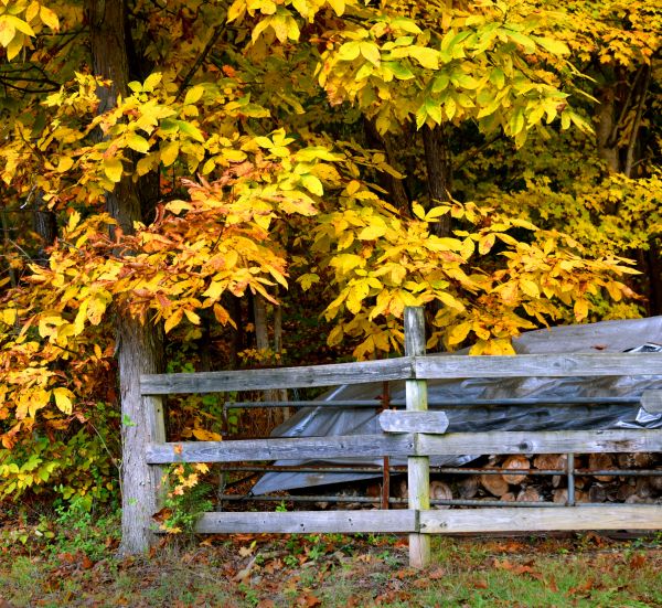 Cost of Hickory Tree Pruning in Brighton