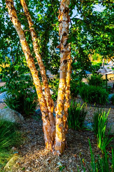 Cost of River Birch Trimming in Brighton