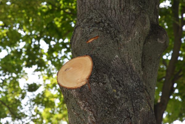 Cost of Limb Cutting in Brighton