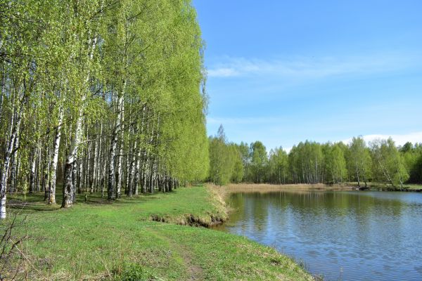 Cost of River Birch Pruning in Brighton
