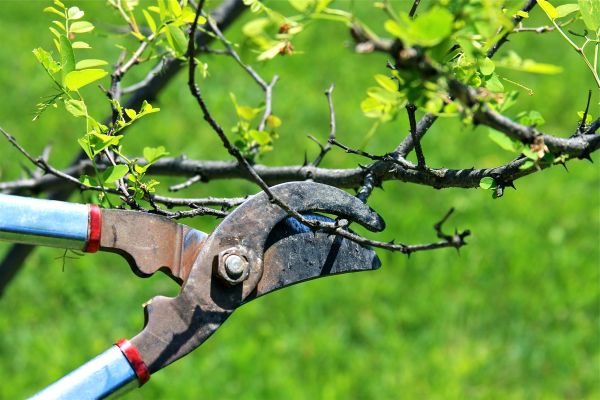 Cost of Branches Pruning in Brighton