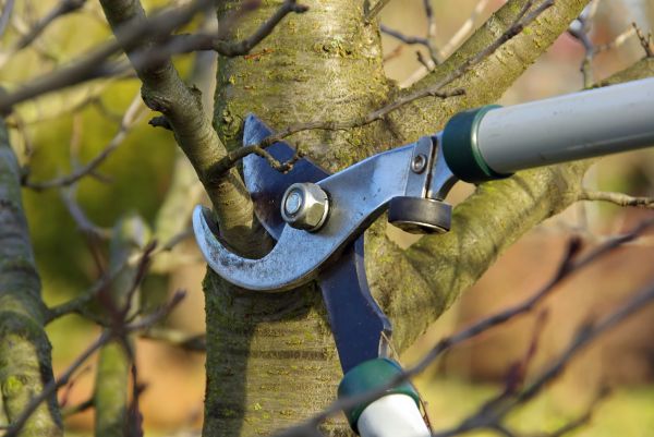 Cost of Tree Limb Trimming Service in Brighton