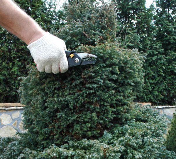 Cost of Ornamental Tree Trimming in Brighton