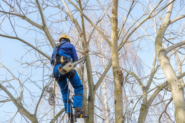 Cost of Large Tree Trimming in Brighton