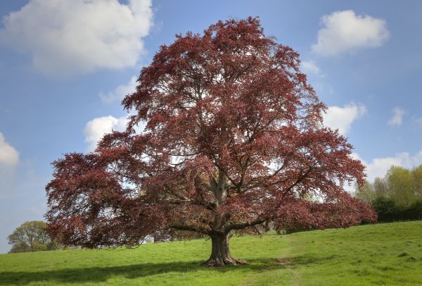 Cost of Beech Tree Pruning in Brighton