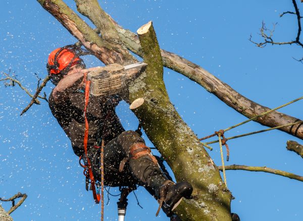 Tree Trimming Service in Brighton