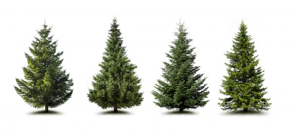 Cost of Pine Tree Trimming in Brighton