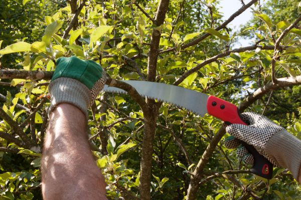 Apple Tree Trimming in Brighton